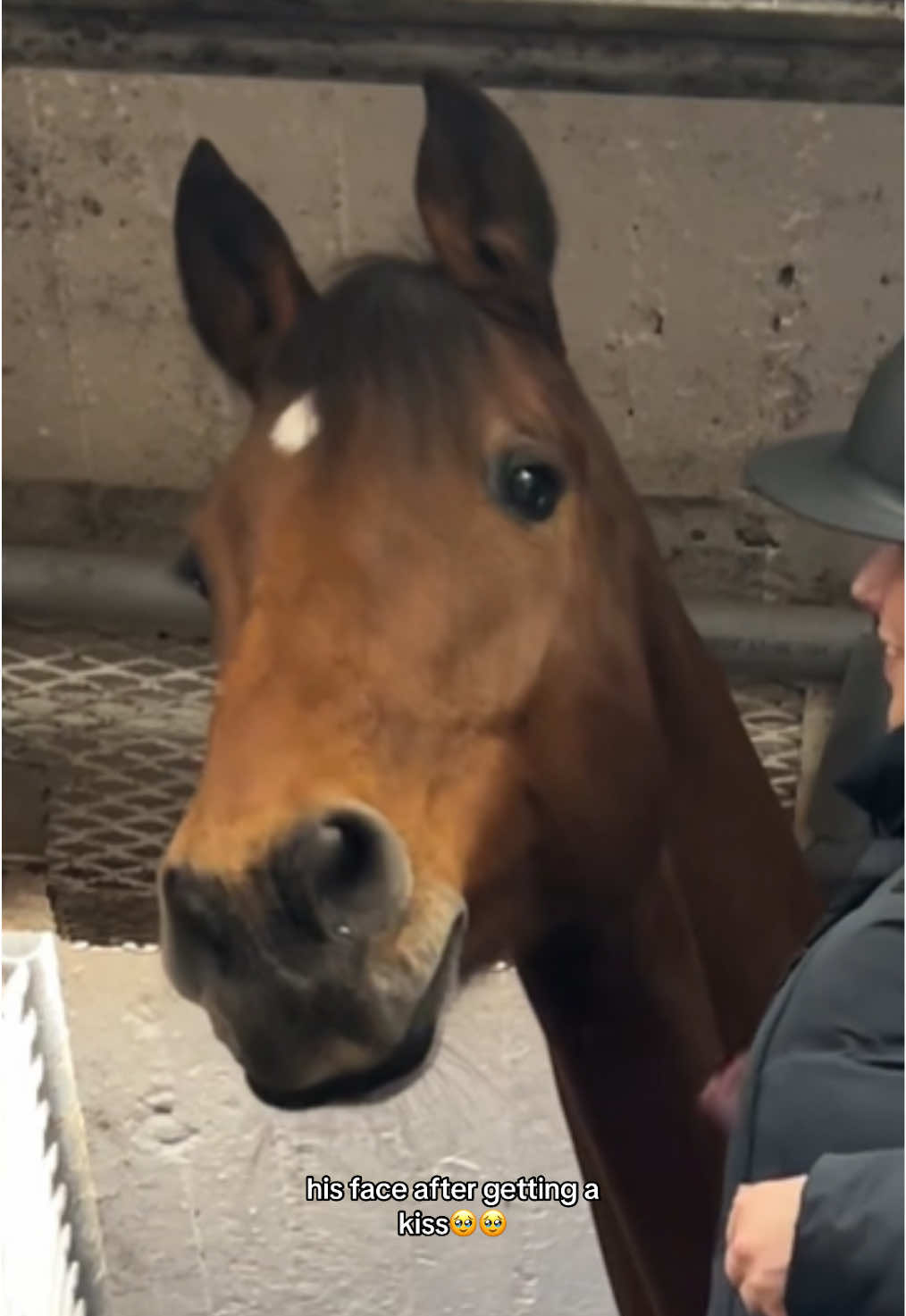 HOW is he so cute #horses #horsesoftiktok #equestrian #equestrianlife 