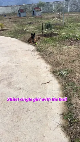 #withtheball🤣 #belgianmalinois #shitet #cutiepatotie #doggy #fyp #viralvideo #fyppppppppppppppppppppppppppppppppppp #viral 