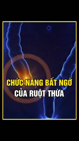 RUỘT THỪA CÓ THẬT SỰ DƯ THỪA KHÔNG? #khampha #khoahoc #kienthucthuvi #kienthuc 