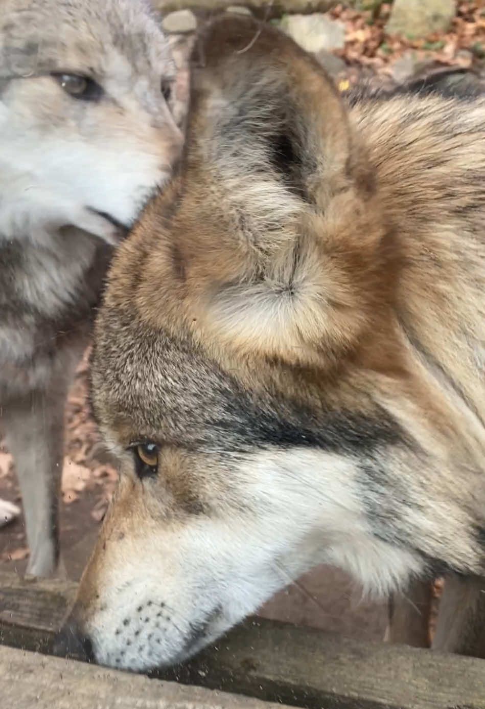 The holidays are all about family time, right? Our pack of endangered Mexican gray wolves brothers are all about family too. Join our pack at Stone Zoo!  #wolves #stonezoo