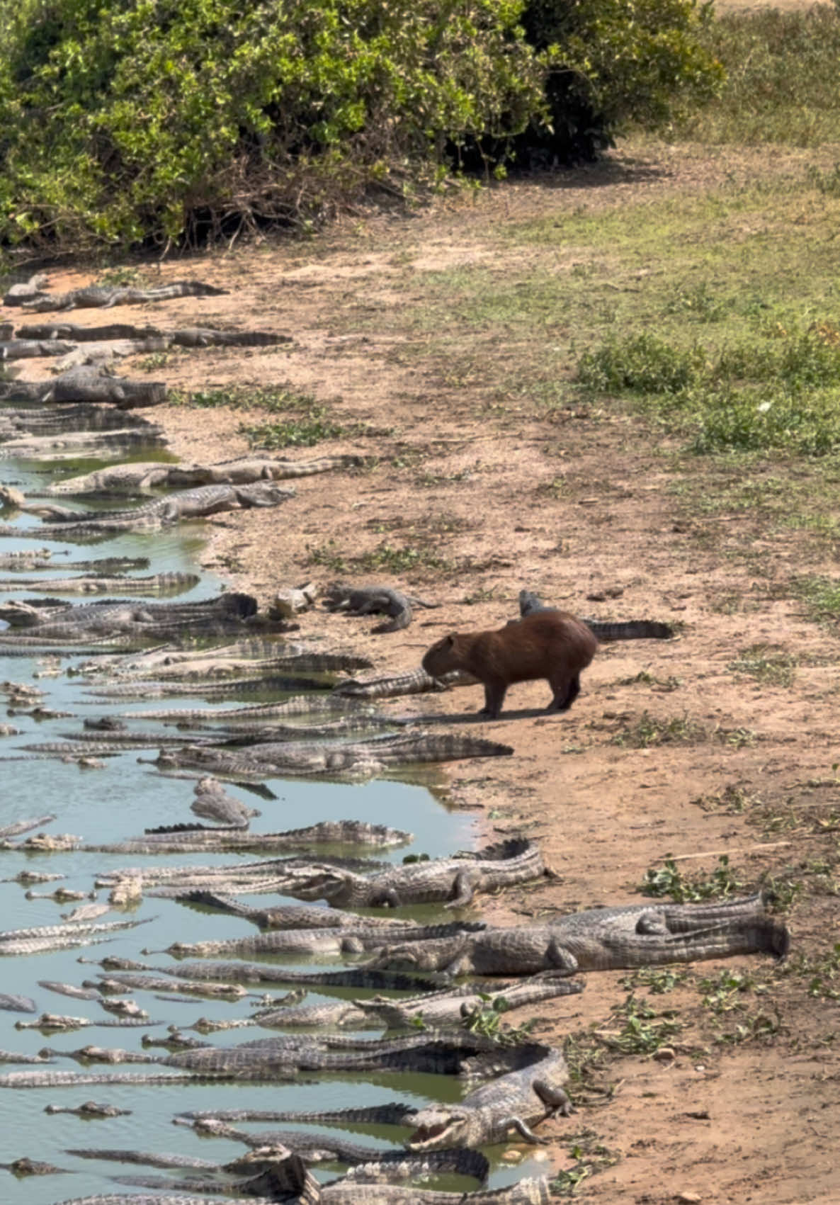 Capybara is the boss in the swamp! 😆 #wildlifevideos #capybaratiktok #capybaralove #rodents #funvideos #pantanal #animalsoftiktok 