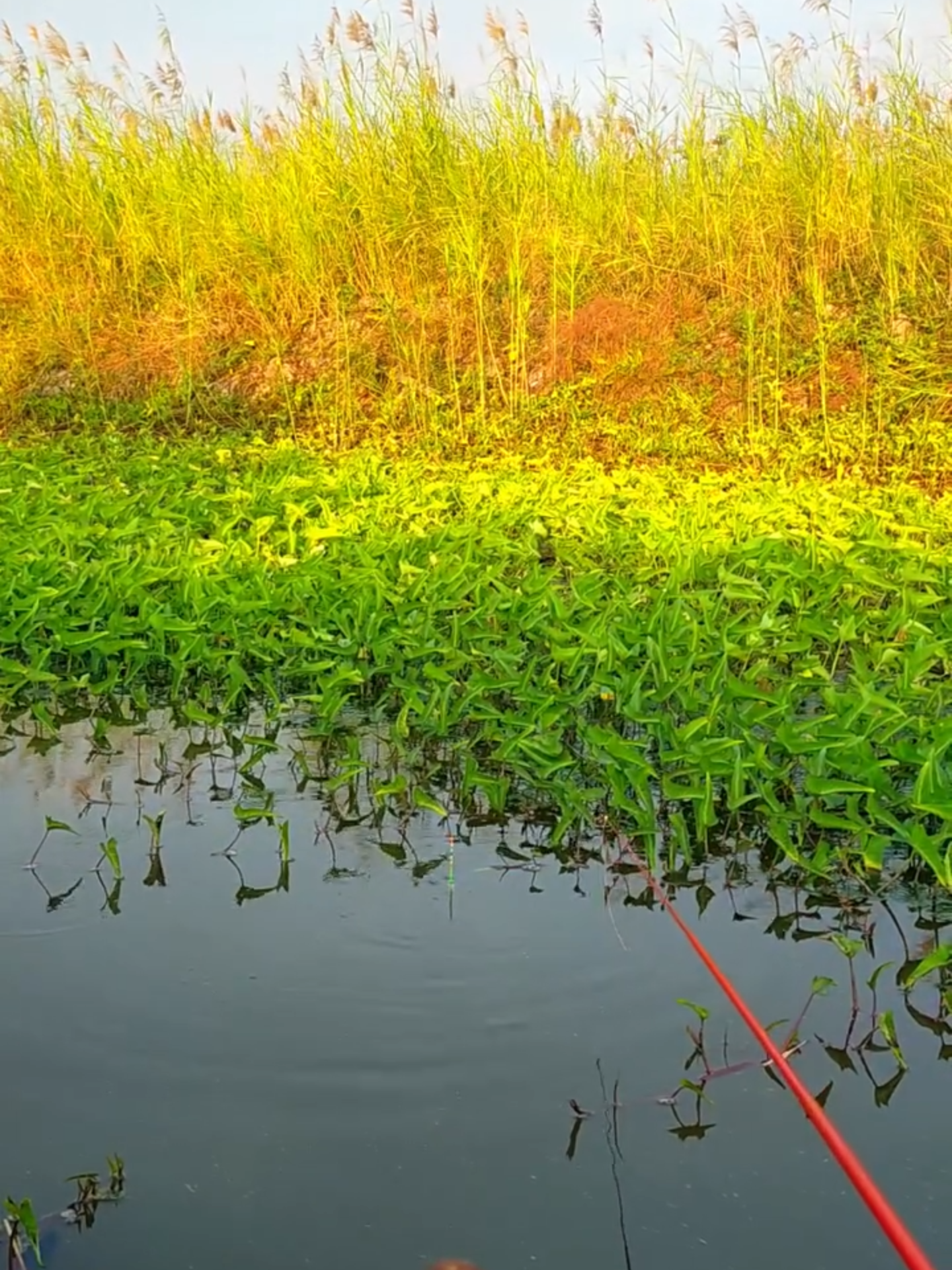 mancing disini di jamin gak sempet ngopi #mancing #fishing #mancingnila #tilapia