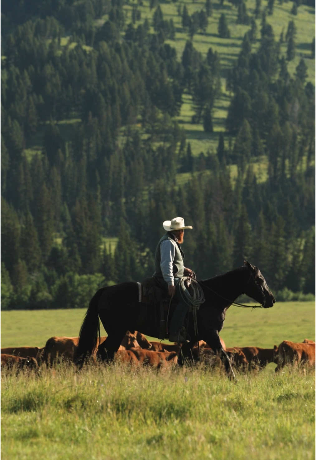 Out in Montana. #cowboy #montana #ranch #horse #fyp #veteran #cowboytiktok #yellowstone #cowboylife #cattle #cattle #trending #fypシ #wyoming #montanalife #coyboys #bordercollie 