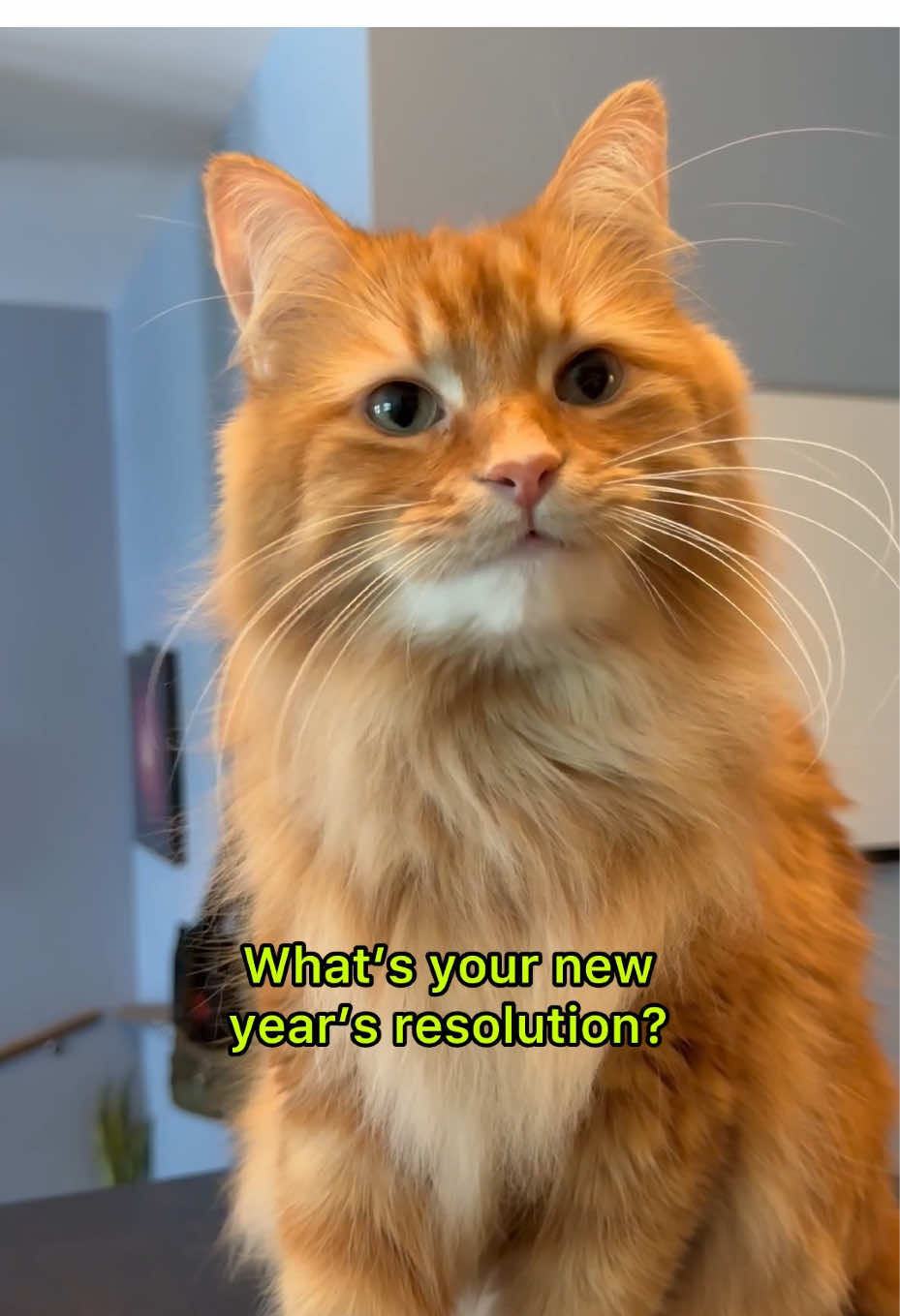 What’s your New Year’s resolution?! 🤔 #newyearsresolution #tistheseason #catlogic