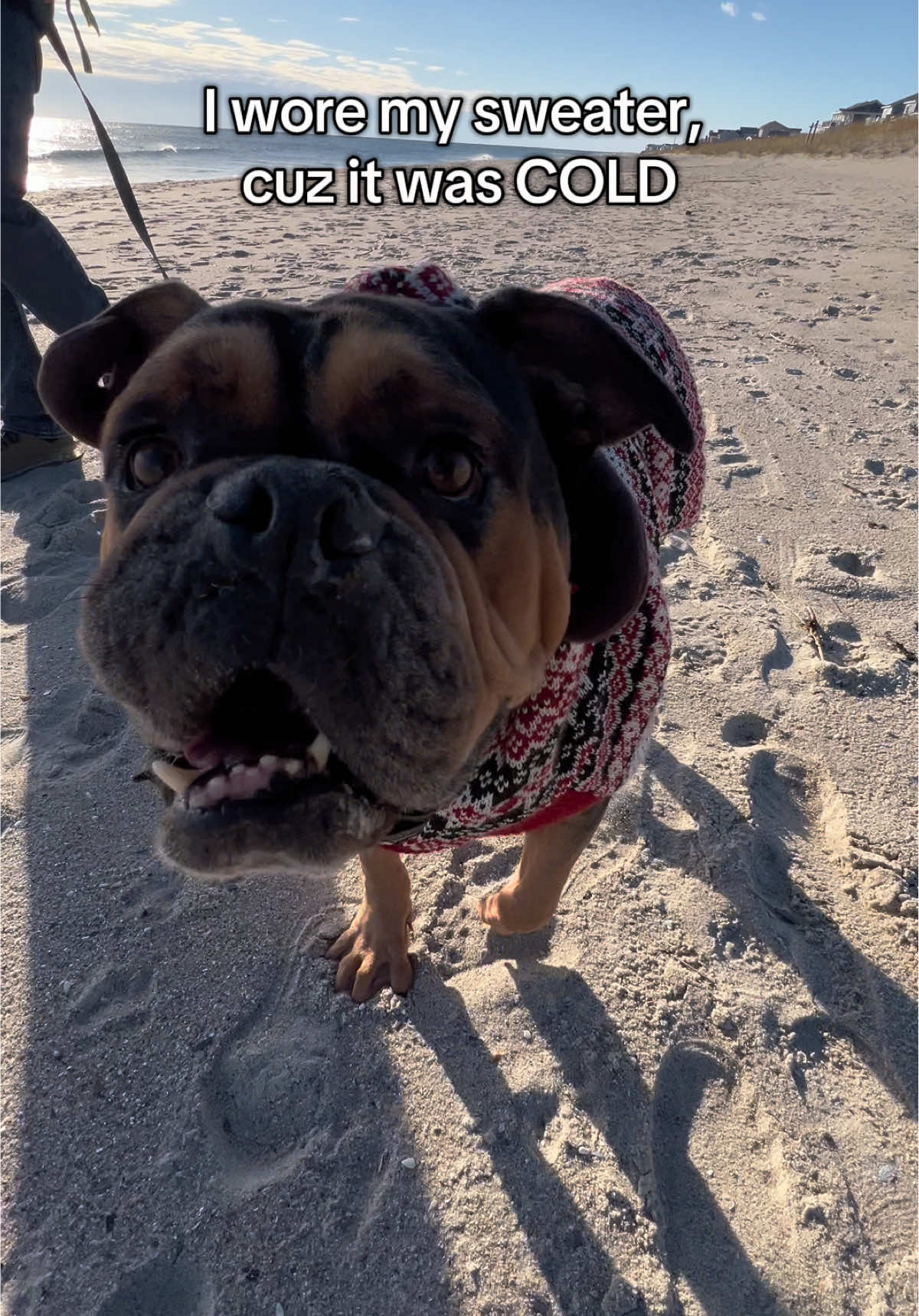 My first trip to the beach was a success! 🏖️ The smells, the sand, the treats 😍 I can’t wait to go again! #waylonthebullydog #englishbulldog #rescuedog #cutedogs #oakisland 