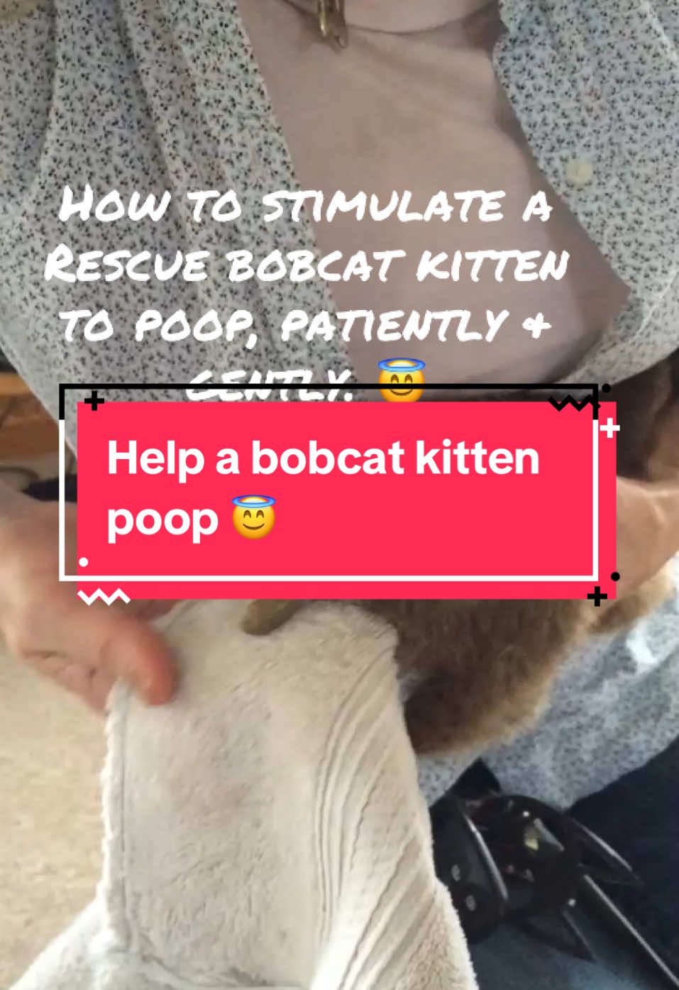 #rescuebobkitten #howtostimulateanolderbobkitten#notaneonate#bobkittenpoop#ihadsomehelp#tummyfeelsbetternow#cleanuptime#happybob#catmomlove#patienceiseverything#sharelove#becomearehabber#viraltok#educationtok