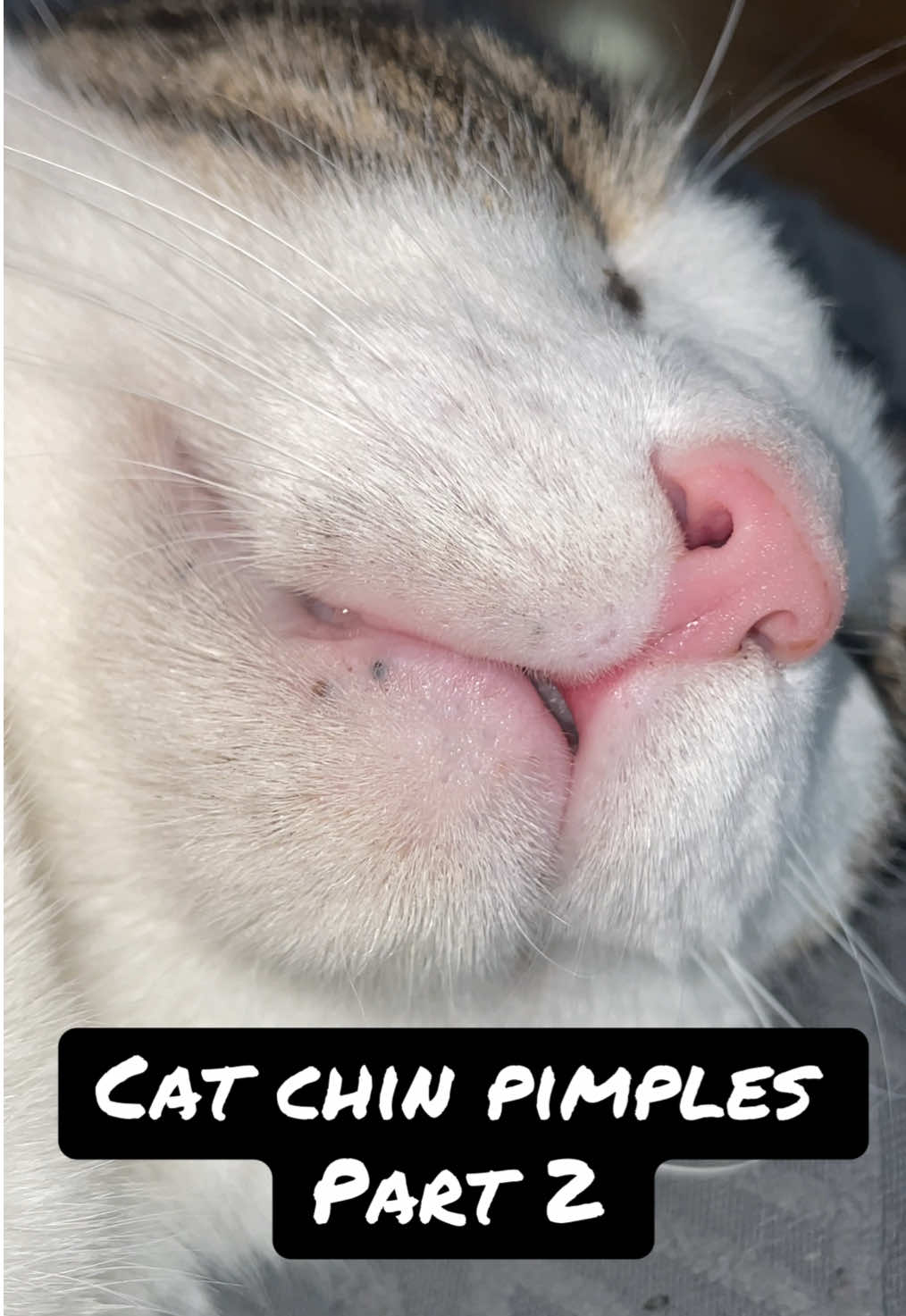 Cat acne comes from leftover germs from plastic bowls ! Make sure to switch to ceramic or metal. #catacne #catpimples #catpimple #cat #cats #kitty #kitten #cathealth #catcare #rescuecat #adoptdontshop'*,: #cutecat #sleepingcat #sleepycat #info #acne #pimples #foryoupage #fyp #viral #creatorsearchinsights