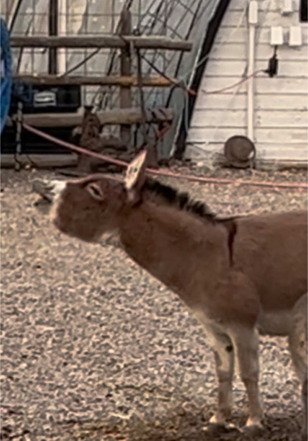 When they smell something interesting they smile. In this case it’s the communal donkey pee spot. #minidonkey #donkeysmiling #flemmingresponse #bonkey #newborndonkey #minidonkeycolt #babydonkey #babydonkeycuteness #minidonkeys 