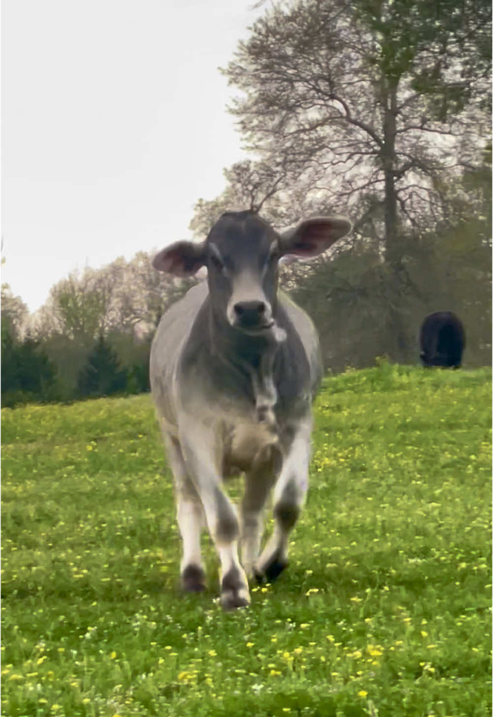 Our bull, Waylon gets all excited to see us in the Porsche. #brahmanbull #brahman #cattle #cow #cowboy #porsche911 #texas #ranch #ranchlife #cutecow #bull #hay #hayfarmer #happycows #farmlife #farm #rancher 