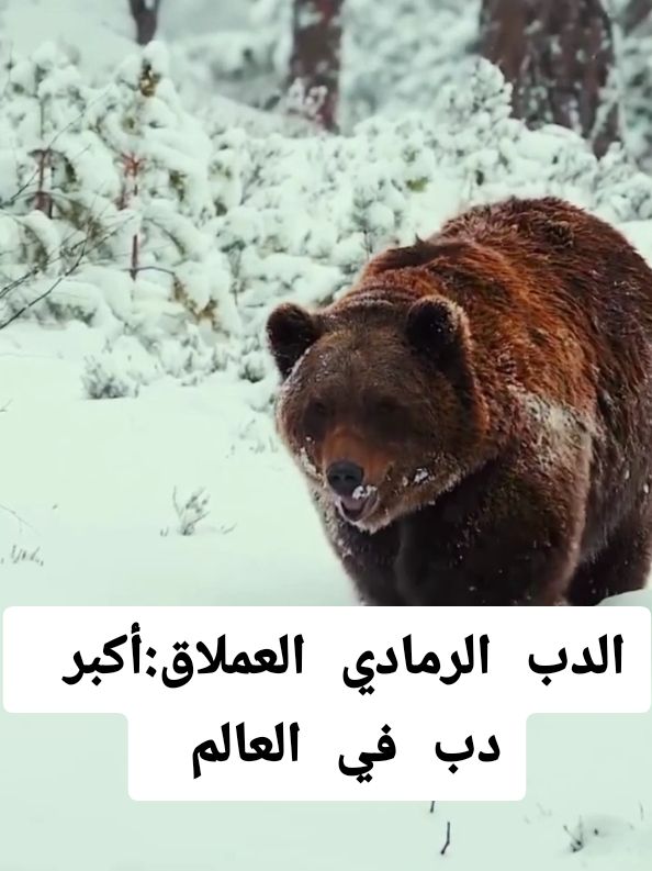 الدب الرمادي العملاق:أكبر دب في العالم  #دب #دببة #رمادي #حيوانات #حيوان #عالم_الحيوانات #وثائقي #الحياة_البرية #تيكتوك_عرب 