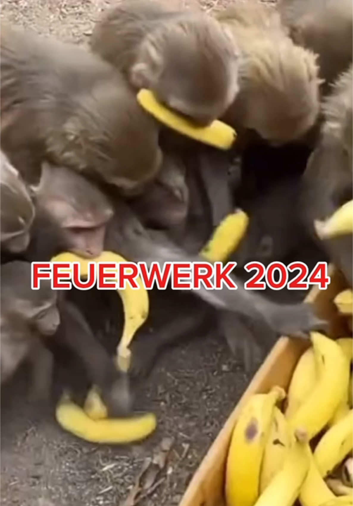 FEUERWERKSVERKAUF 2024/25 Merkt ihr einen Unterschied zu den Affen ? #spass #silvester #feuerwerk #lidl #aldi #böllern #verkauf #fyp