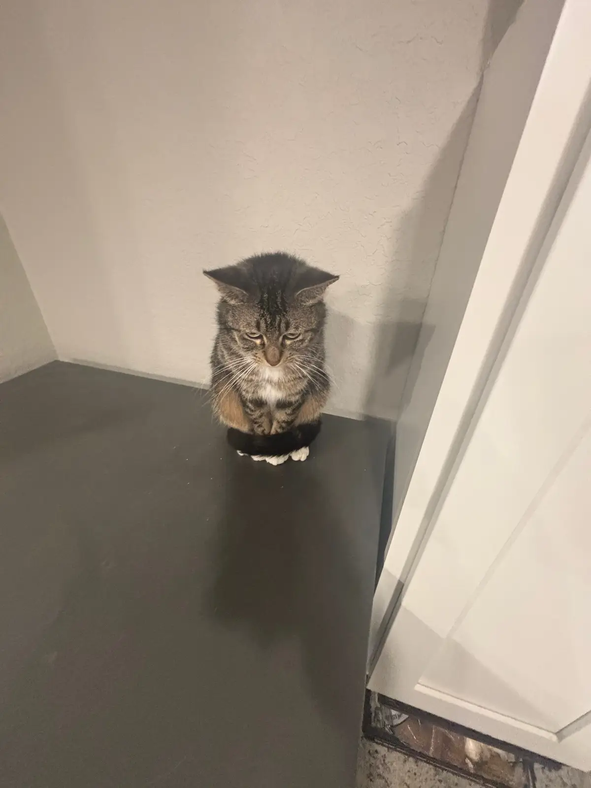 homegirl look sad than a bitch #catsoftiktok #sadcat #kitty 