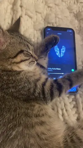 Rory’s playlist pt. 93 @coldplay #coldplay #skyfullofstars #spotify #music #cat #catsoftiktok 