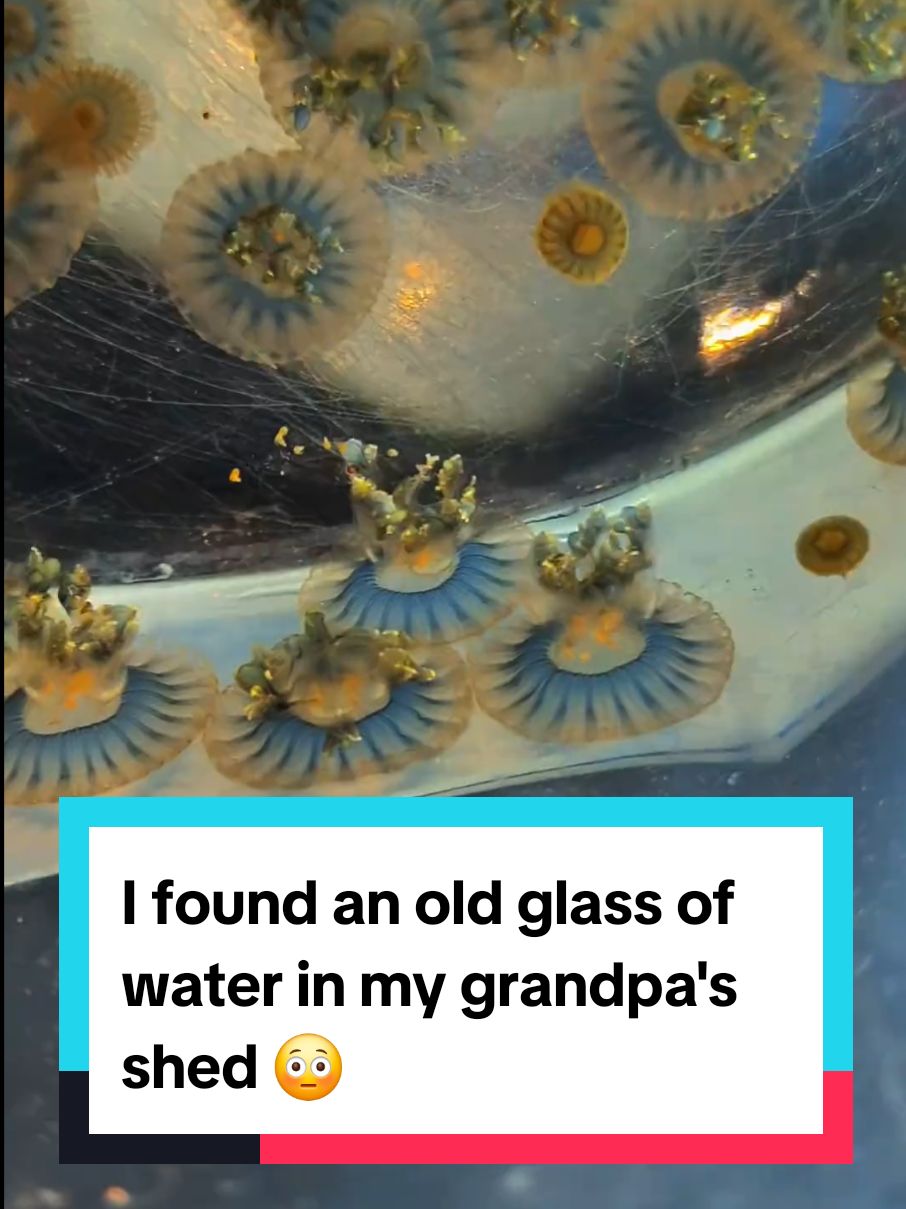 I found an old glass of water in my grandpa's shed 😳 #mould 