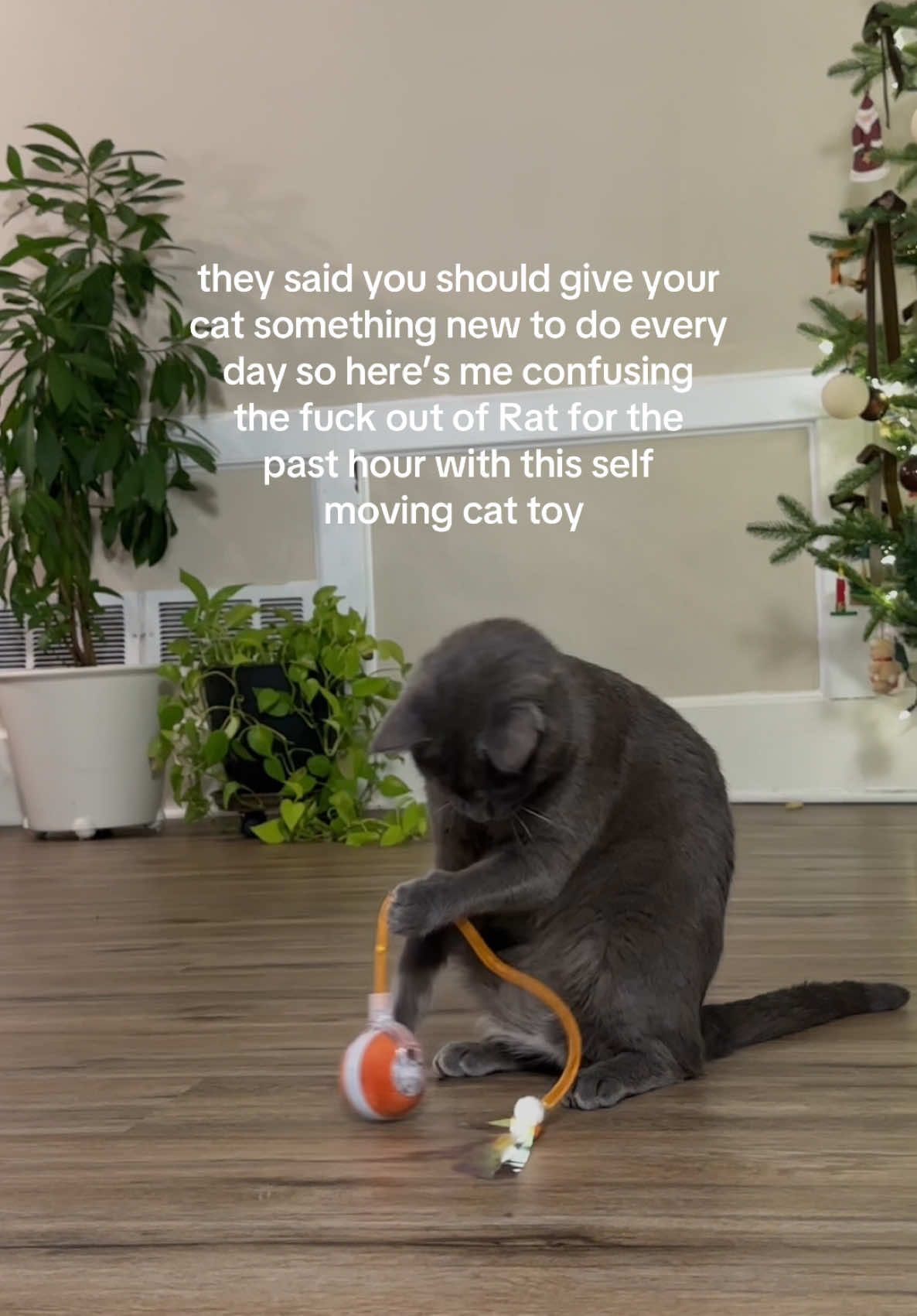 this is officially rats favorite cat toy and mine to watch bc its so entertaining 😂😂 #cattok #cattoys #movingcattoy #cattoy #catball #catsoftiktok #entertainyourcat 