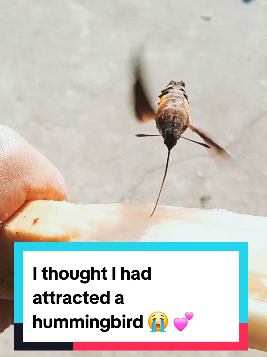 I thought I had attracted a hummingbird 😭 💕 #nature 