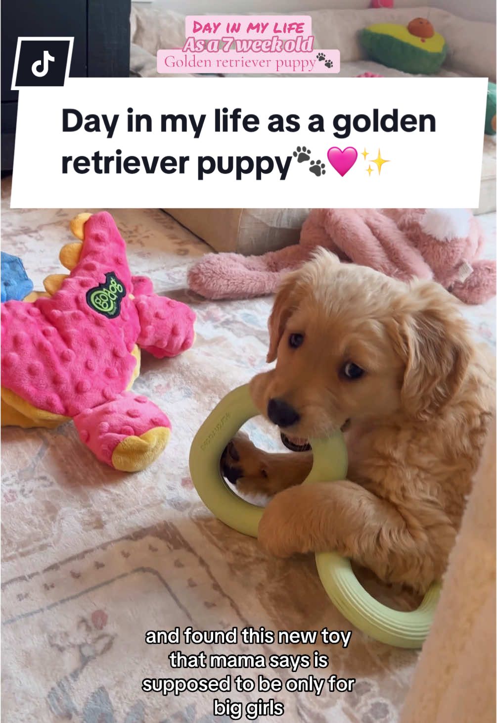 Another day in my life as the world’s cutest golden girl!!🦮🩷✨🐾 #dayinmylife #dogsoftiktok #puppytiktok #puppydog #puppycheck #puppytok #doglover #dogmom #dogtok #goldenretriever #goldenretrieverlife #puppydogeyes #goldenretrieverpuppy #dayinmylifeasadog #doglife #puppylife #pupsoftiktok 