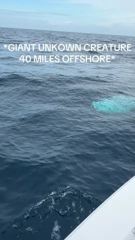 Let me know your thoughts it was like 15 feet long #florida #ocean #oceangate #unkown #mystery #scary #creature #unknowncreature 