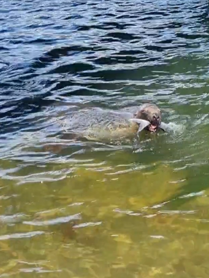 2 hours with nothing, sea puppy shows up catches a fish immediately then rubbed it in our faces 😅 #seal #seafood #puppy #fish #fishing #dunedin 