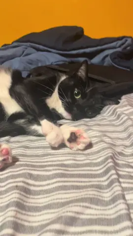 Kitty