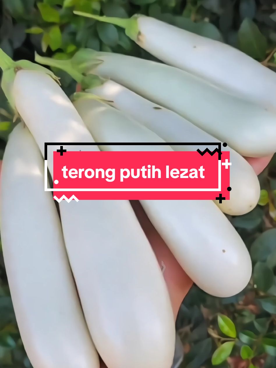 Yuk tanam terong putih yang lezat #terong #terongputih #terung #bercocoktanam #berkebun #berkebundirumah 