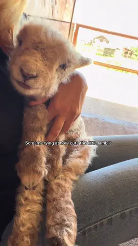 Literally what in this world is cuter? Idk. #sheepfarmer #sheepoftiktok #babydollsheep #littlelamb #farmlife #lambsoftiktok #babysheep #petsheep 