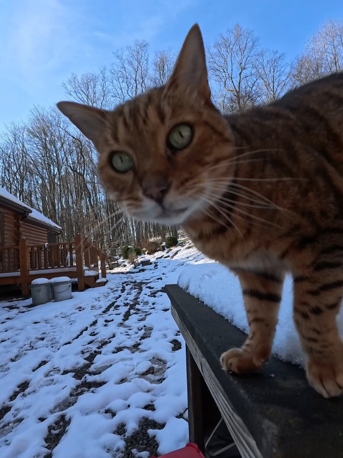 Pouncey's getting old, he's 14 already. He used to run and jump up here for treats and attention. #bengal #tiktokcats #adventurecat 