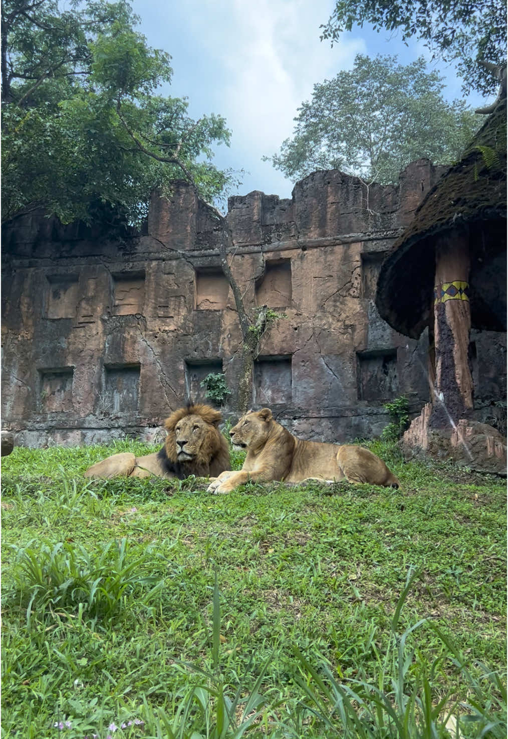 🦁🦁 #tamansafari #tamansafariindonesia #bogor #singa #liburan 