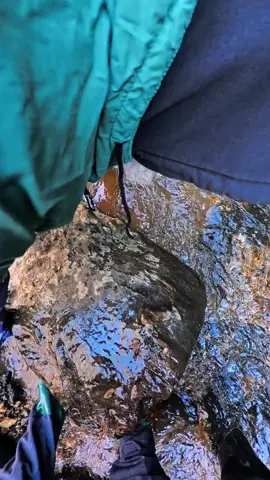 Quick POV footage #gold#oro #emas #goldmining #goldprospecting #goldrush #fyp #viral 