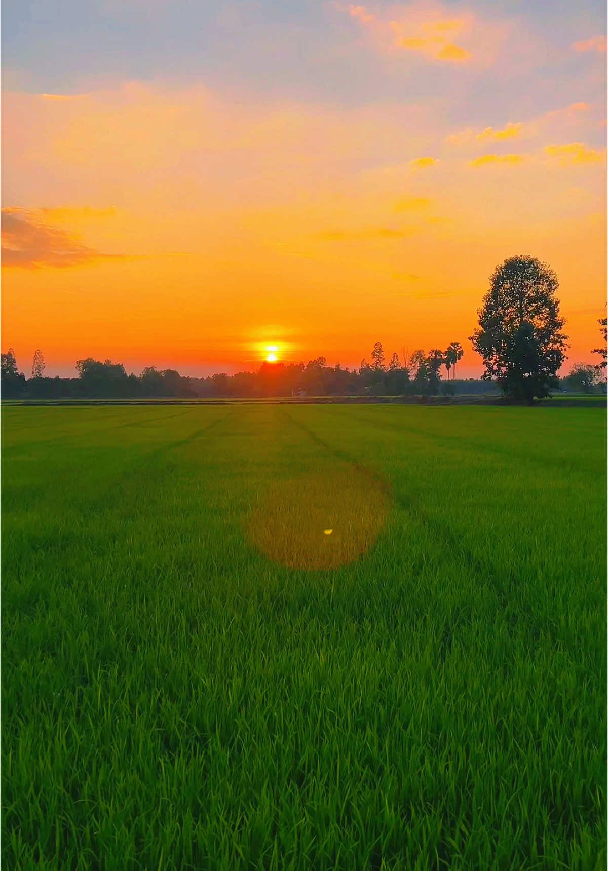 🌾20 #วัยรุ่นทํานา #ลูกชาวนา🌾 #ชาวนาพิจิตร🌾🌾🌾 #เทรนด์วันนี้มาแรง #ฟีดดดシ 