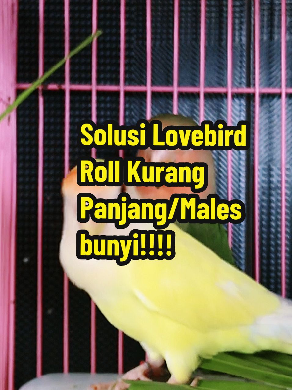 solusi lovebird ngekek kurang panjang & males bunyi. pakan nutrimix lovebird, mengatasi masalah dengan harga pakan murah #nutrimixlovebird #nutrimix #pakannutrimixlovebird #pakanburung #pakanburungbijibijian #milet #pakanlovebird #pakanlovebirdkonslet #pakanlovebirdgacor #pakanlovebirdlomba #burunglovebird #lovebird #lovebirdkonslet #lovebirdngekekpanjang #lovebirdgacor #wibgajian #promoguncang11 #gilagilajualan #cuantanpabatas #yearandsale #kicaumania #kicaumaniaindonesia #kicaumanianusantara #burung 