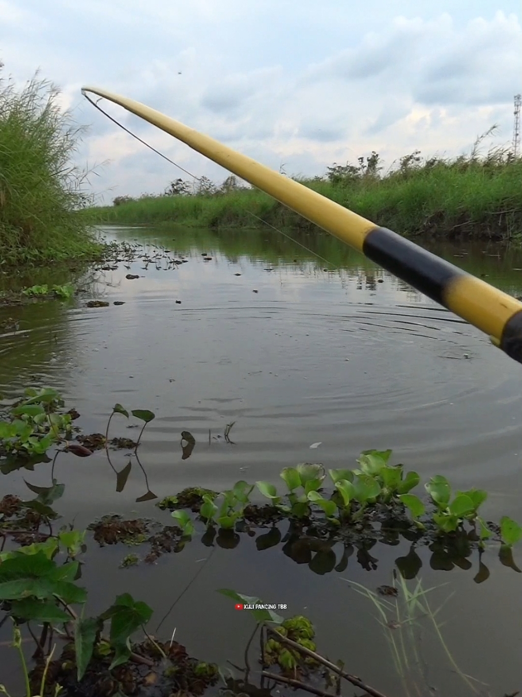 tarikan nila liar yang bikin candu #fyp #mancing #fish #fishing 