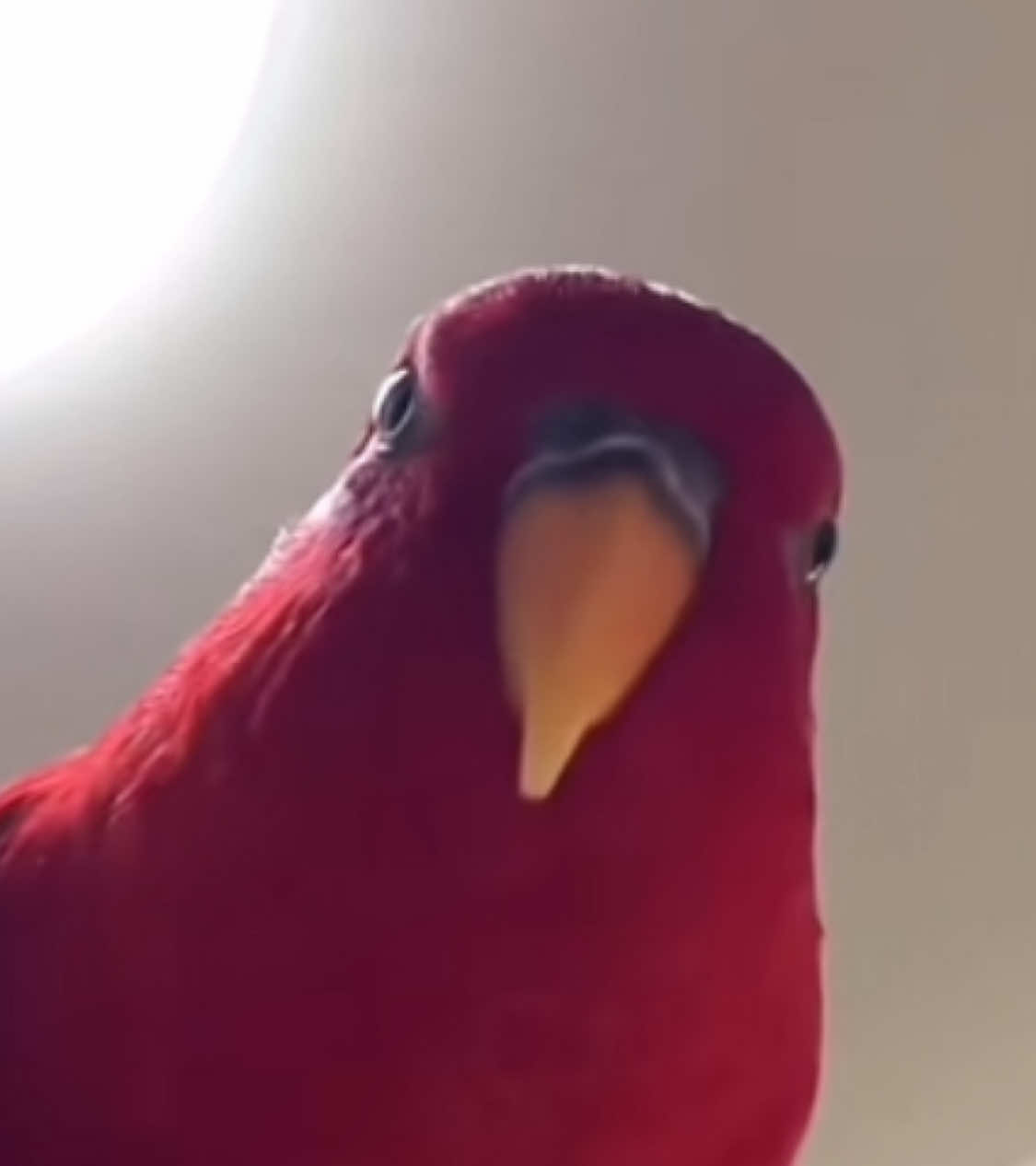 wuewuewuewuewue x3 #redbirb 