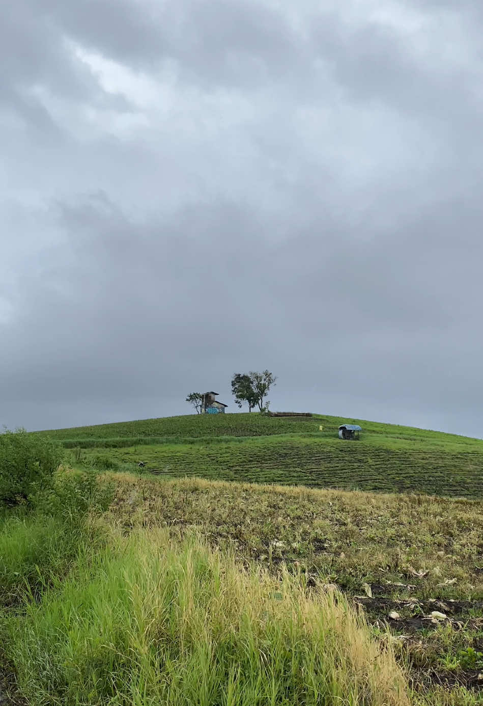 rain vibes kota batu🌧 #batu #kotabatu #batumalang #explorebatu #vibes #goodvibes #fyp #nature #rain #rainyday #rainvibes #rainvibes🌧️ #rainy #hujan #batuhits #wind #bumiaji #morningvibes #peace #peaceful #jawatimur #kabut #foggy #rainyvibes #angin #trees #bukit 