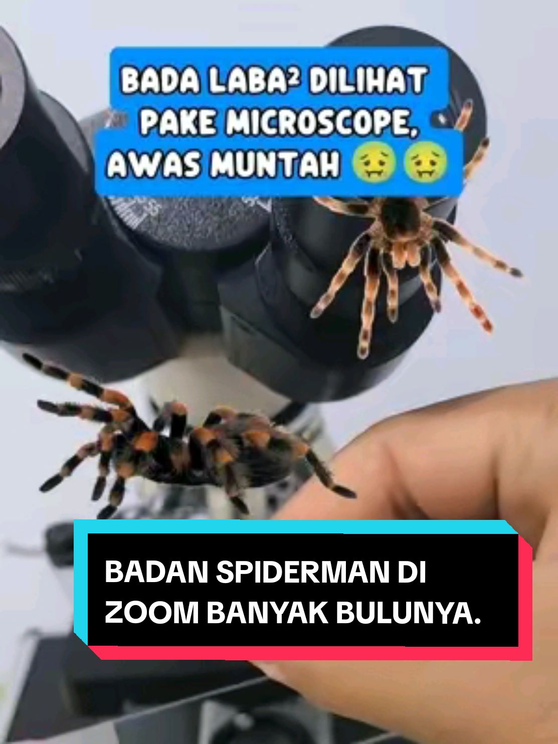 Ni Spiderman pantes bisa nempel, badannya bulu semua. Next apa lagi nih??  #viral #fyp #fypシ #microscope #labalaba #spiderman #eksperimen #tiktok #capcut 