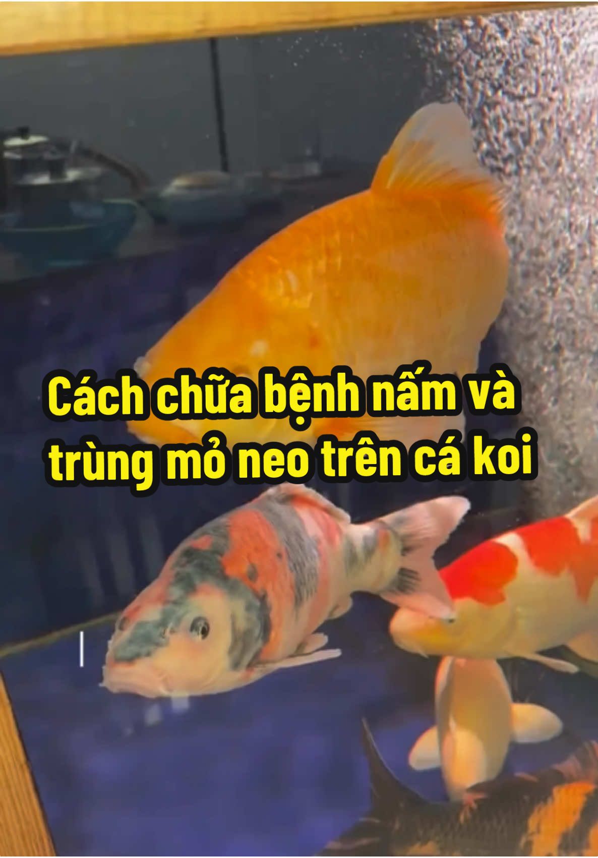 Cách chữa bệnh nấm và trùng mỏ neo trên cá koi #cakoihaiphong  #sanvuontieucanh  #thicongsanvuon 