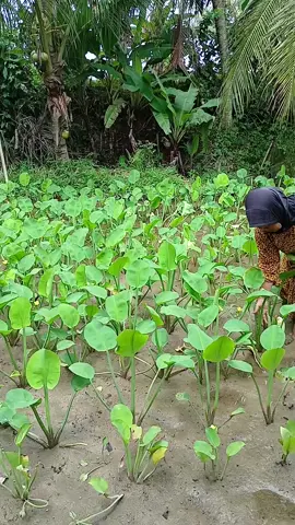 Nenek lagi panen genjer || kebun nenek #genjer #sayuran #sayur #kebunku #kebun #petani #indonesia 
