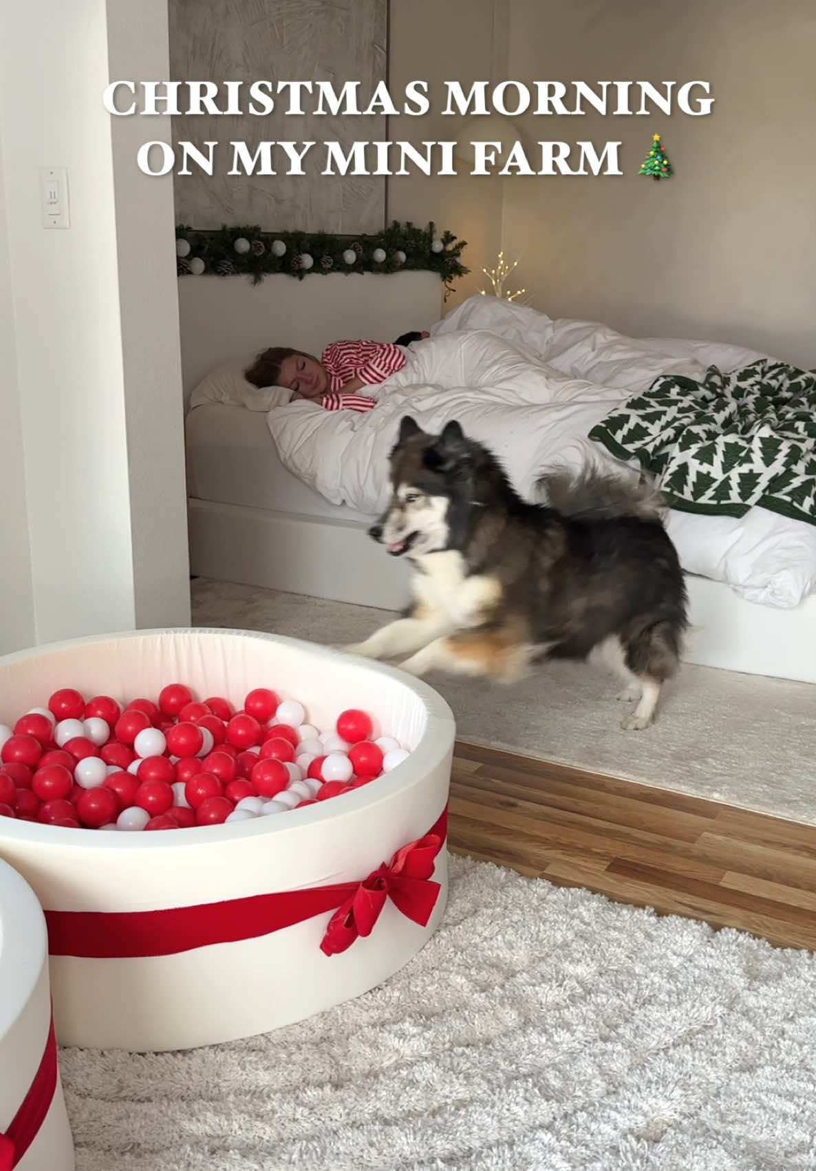 Our Christmas morning routine 🎄🎅🏼 We hope you all had an amazing Christmas day! It looks like all the babies made it on the nice list this year 🐶🐮🐥 #christmas #morning #routine 