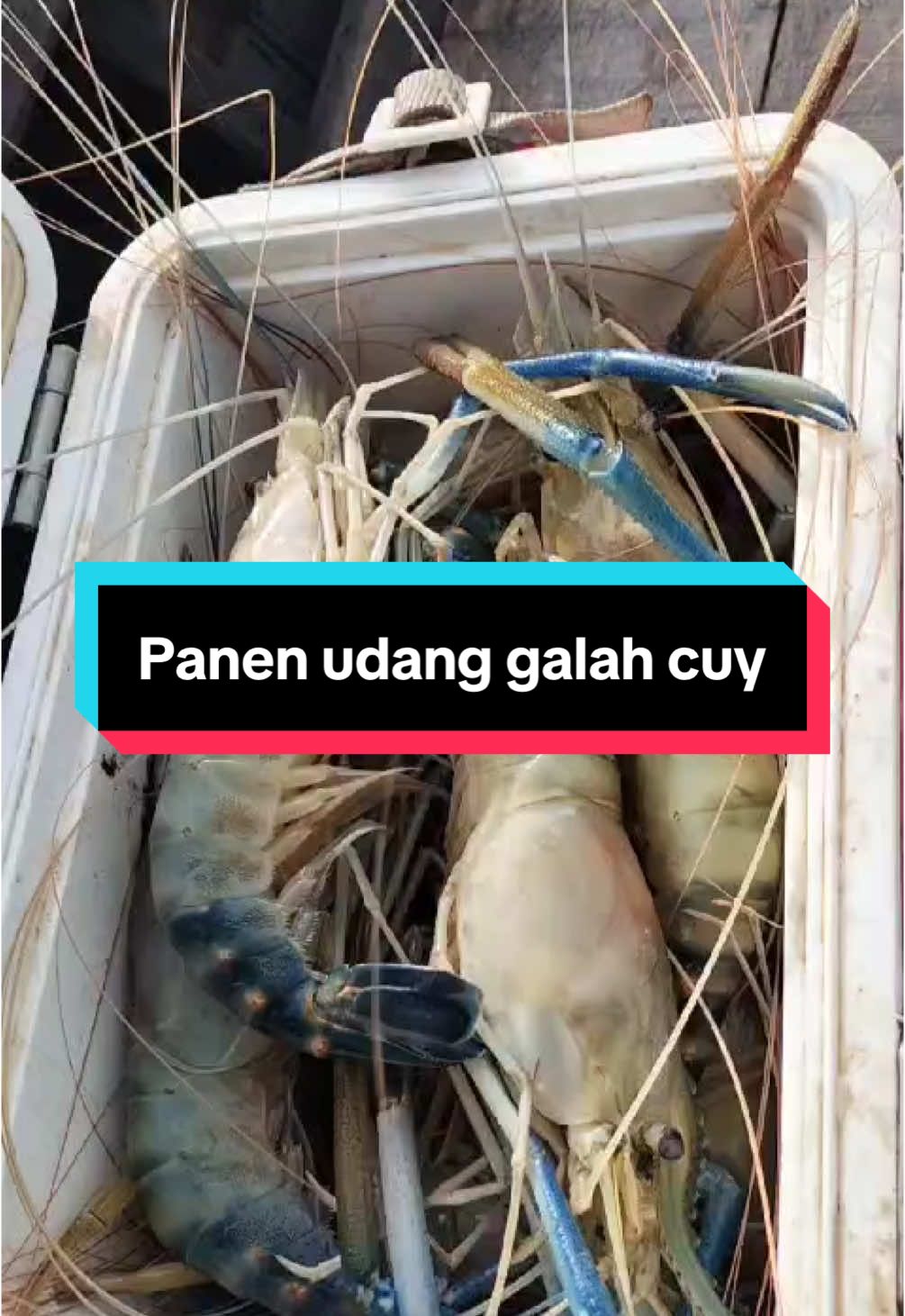 Penghuni sungai kampar desa kualu 🤭🦐🦐🦐 #udanggalah #udanggalahsepitbiru #prawn #angler #mancingudang #sungaikampar #fishing #joranmelengkung #fypシ #fypdong #fypシ゚viral #desakualu #mancingmaniamantap🐟🎣 #mancingkuy #rodcustom #kampar 