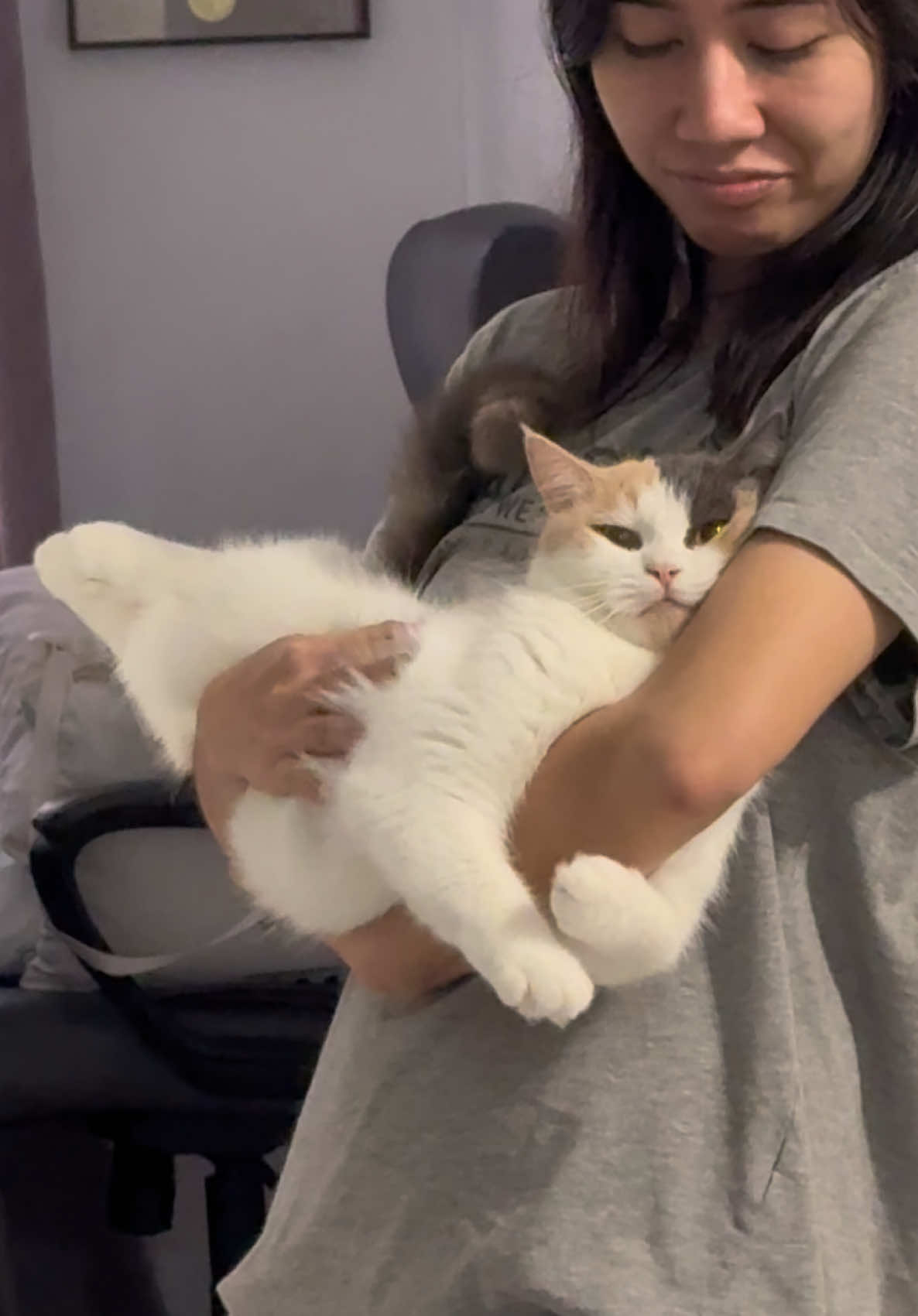 #catsoftiktok 