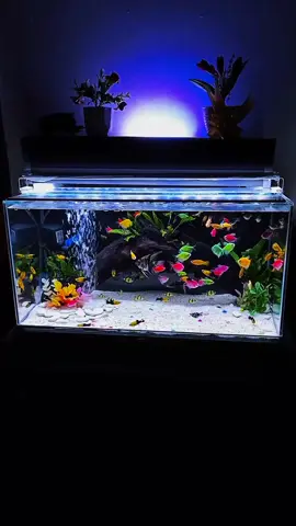 lama ga up😍🥰 #glowfish #aquarium #glowfishtetra #ikanhias #aquariumhobby #ikansumatra #mollyballon #aquariumaesthetic #goldenblack #manfish #aquascape #aquascapeindonesia 