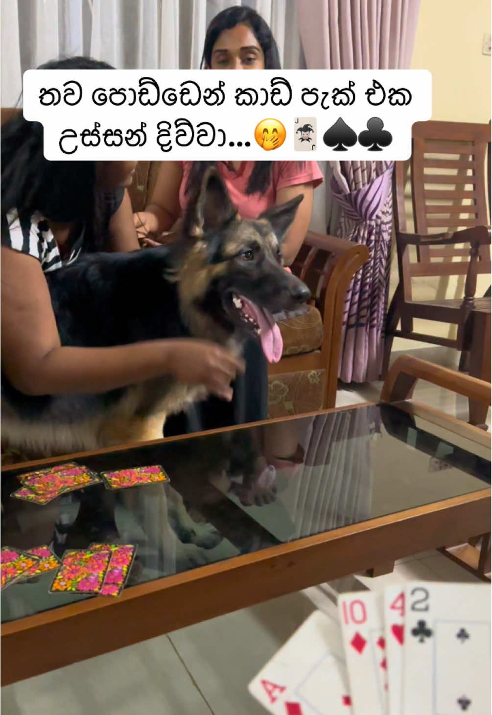 රිකෝව බලන්න යාලුවෝ ඇවිල්ලා….🤭🤓🤣 #germanshepherd #largebreed #rico #germanshepherdpuppy #fypdog #bawwa #mydogs #doglover #tiktokviral #dogtok @Sasi Prabath Piyuman @sachiniPerera94 @prasa__2001 