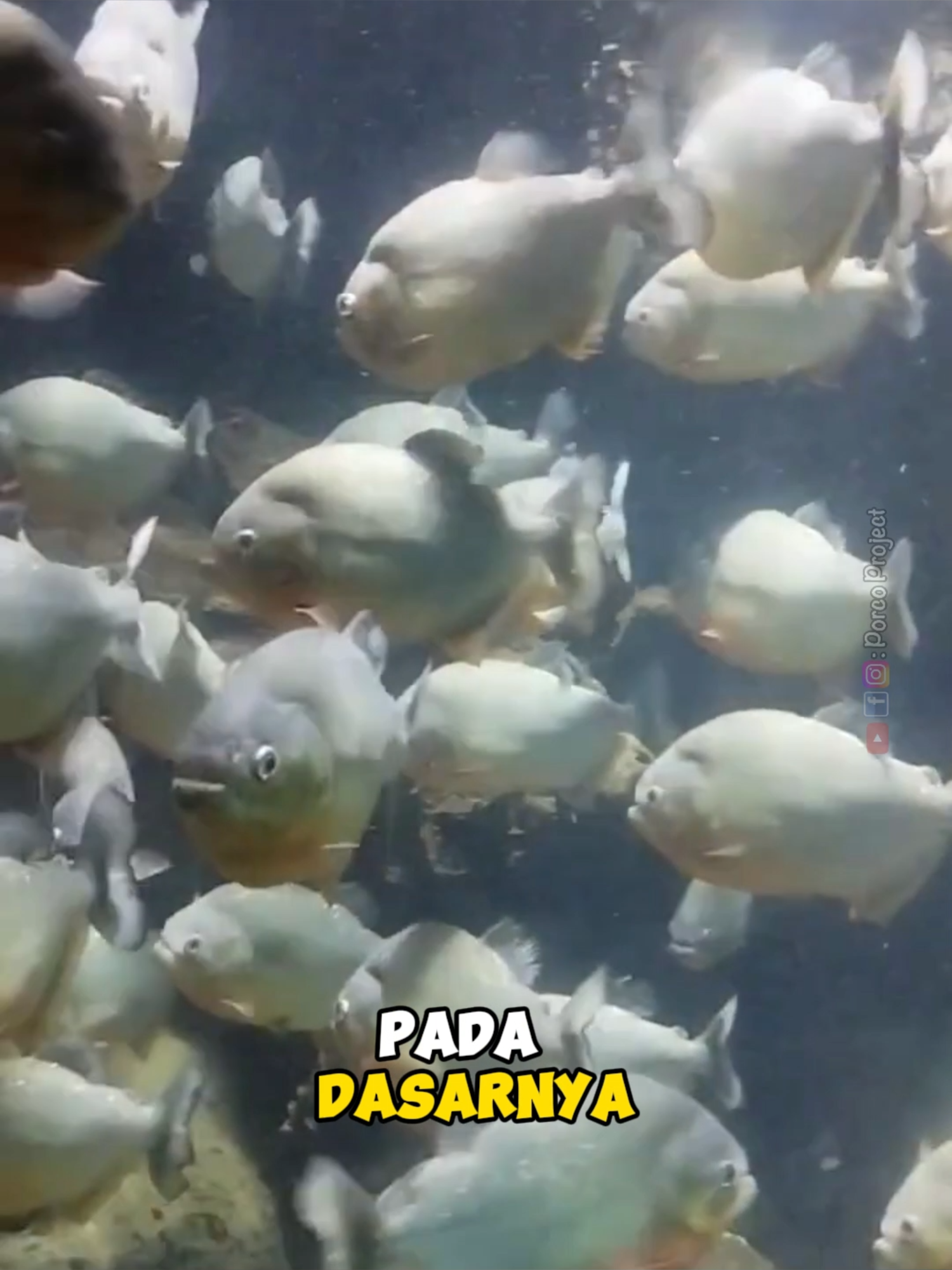 Ikan Piranha memiliki gigi yang sangat tajam #ikan #faktaunik #fyp #piranhas #duniahewan