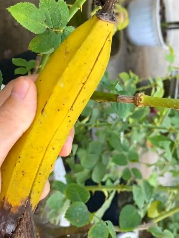 #banana #plants #garden #plantslife31 #PlantCare #IndoorPlants  #GreenLiving #PlantLover #PlantAddict  #Gardening #HousePlants  #PlantCommunity #PlantParent  #UrbanJungle  #PlantGoals  #GardenInspiration  #PlantsMakePeopleHappy #NatureLovers  #PlantTherapy #GreenThumb  #PlantCollection #natureathome  #HomeGarden #PlantStyling  #LeafLover  #PlantLife #PlantOfTheDay  #GrowYourOwn #Botanical  #PlantObsessed #PlantGang #Succulents #GreenHome  #PlantDecor  #PlantInspiration #PlantFam #HousePlantClub #IndoorJungle #PlantFriends #HappyPlants  #PlantPower  #GardeningLife  #GoGreen  #FreshPlants #PlantPerfection #PlantVibes #FlowerPower  #EcoFriendly #PlantDaily  #HousePlantHome  #NatureGram  #PlantGoals  #HomeGreenery  #PlantLove 