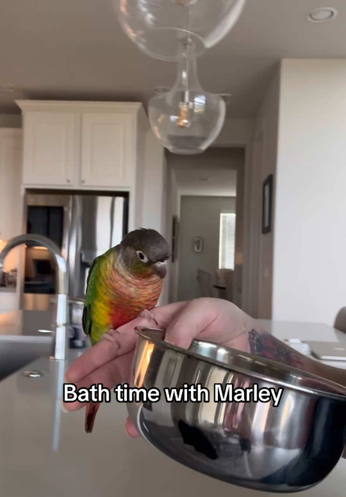 He is the cutest wet mango 🥭 #bird #parrot #conure #marley #bathtime 