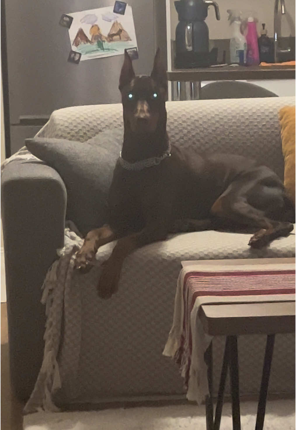 🤯😰🤯🤯 #köpekleriseviyorum #CapCut #keşfetbeniöneçıkar #keşfetteyizzz #keşfet #doberman #keşfetedüş #LIVEhighlights #köpekvideoları #dobermanpinscher 