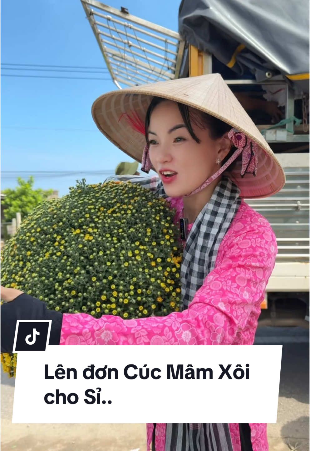 Lên đơn Cúc Mâm Xôi cho Sỉ..#caygiongmiennam #cucmamxoi #mamxoi 