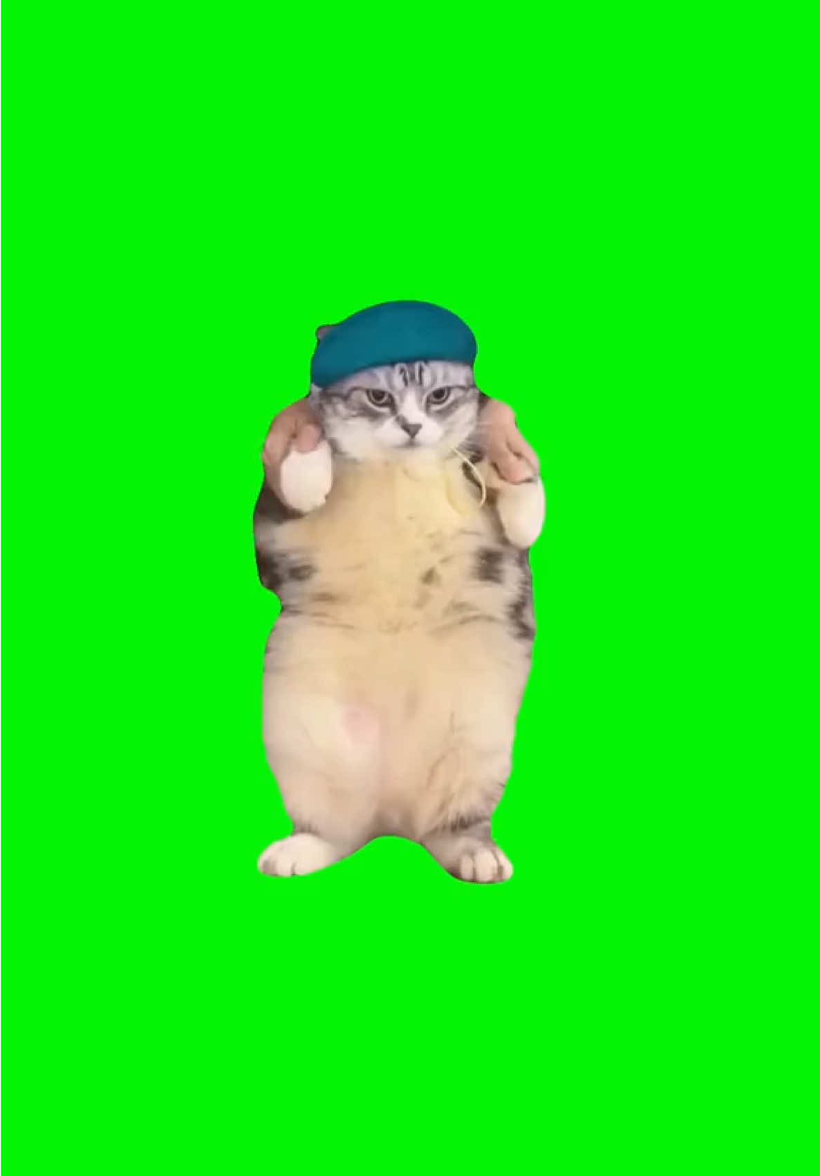 Cat dances to girlfriend green screen