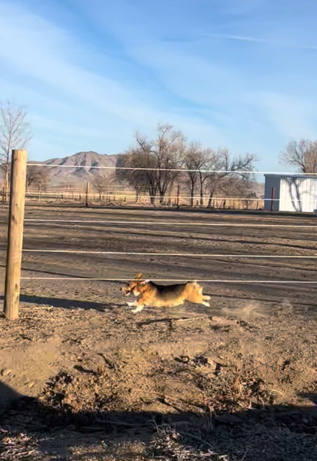 Back by popular demand 😈 #dogs #dogsoftiktok #corgi #doglover #farmlife #littlelegs #potatooverdrive 