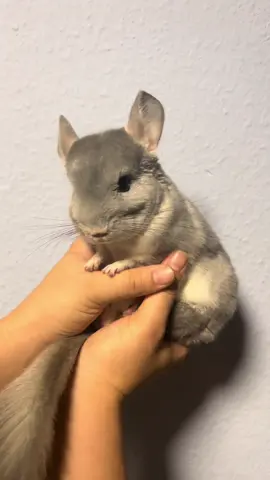 What a fluffy little animal 🥰🫶🏼 Spreading the love and joy for Chinchillas 🥰🫶🏼 #chinchilla #fluffy #animals #cute #chinchillasoftiktok #furry #pets #chins 